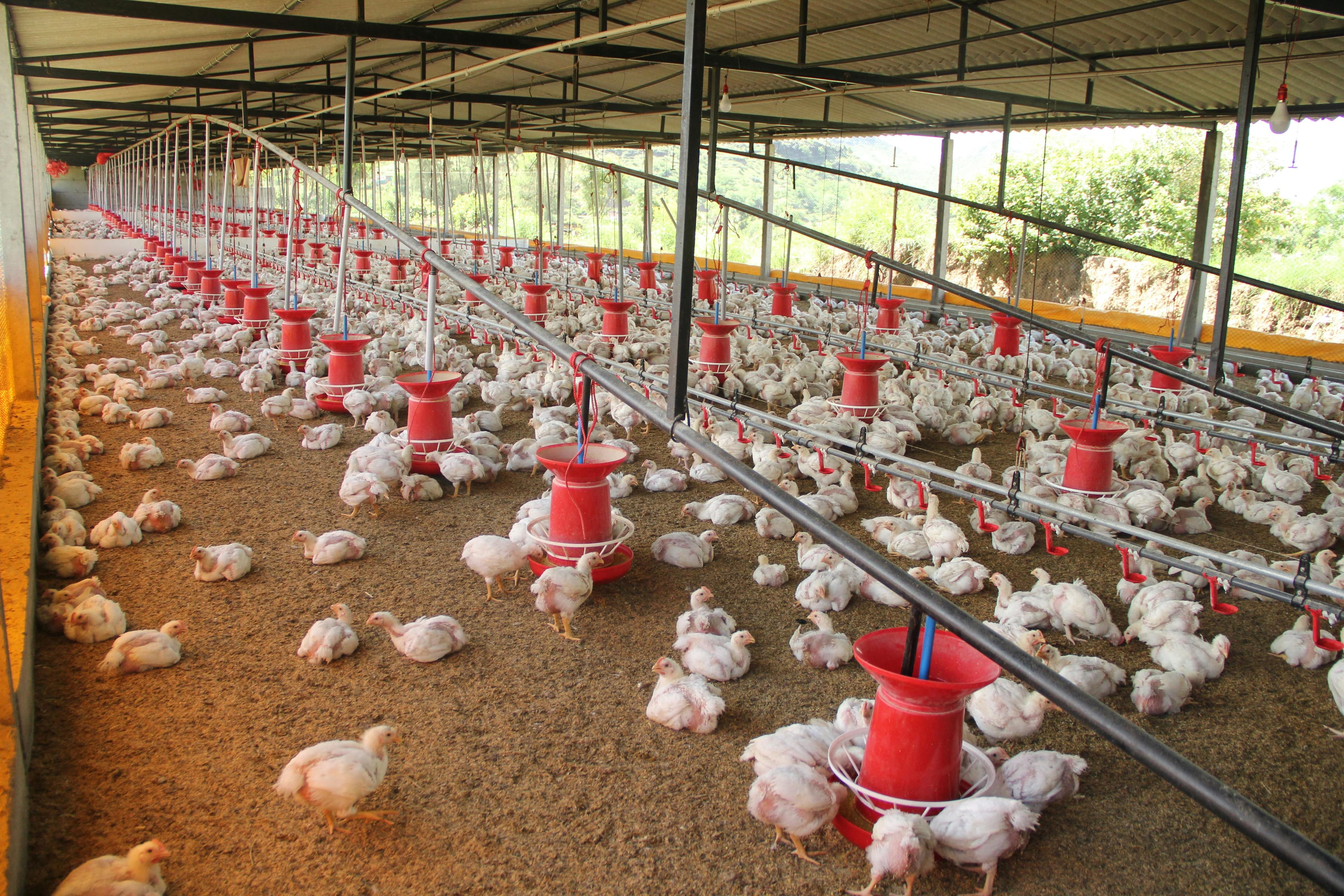 Agricultural biosecurity and poultry production facility